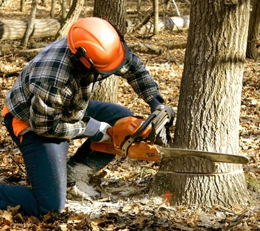 Tree Removal in Steep Falls, ME